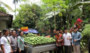 Wakil Ketua Dewan Perwakilan Daerah (DPD) Republik Indonesia (RI), GKR Hemas, bersama Anggota DPD RI Daerah Istimewa Yogyakarta (DIY), Hilmy Muhammad, menyerahkan bantuan pompa air tipe NS-150 kepada Kelompok Tani Hortikultura "Nggayuh Rejeki" di Kalurahan Sendangsari, Kapanewon Minggir, Kabupaten Sleman, hari Sabtu, tanggal 28 Februari 2026. (foto : Newsroom DPD RI)