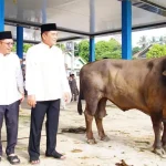 Bupati Musi Banyuasin (Muba), Toha Tohet, menyempatkan diri meninjau langsung proses penyembelihan hewan kurban. (WARTANEGERIKU.ID/FRAN)