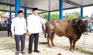 Bupati Musi Banyuasin (Muba), Toha Tohet, menyempatkan diri meninjau langsung proses penyembelihan hewan kurban. (WARTANEGERIKU.ID/FRAN) Bupati Musi Banyuasin (Muba), Toha Tohet, menyempatkan diri meninjau langsung proses penyembelihan hewan kurban. (WARTANEGERIKU.ID/FRAN)
